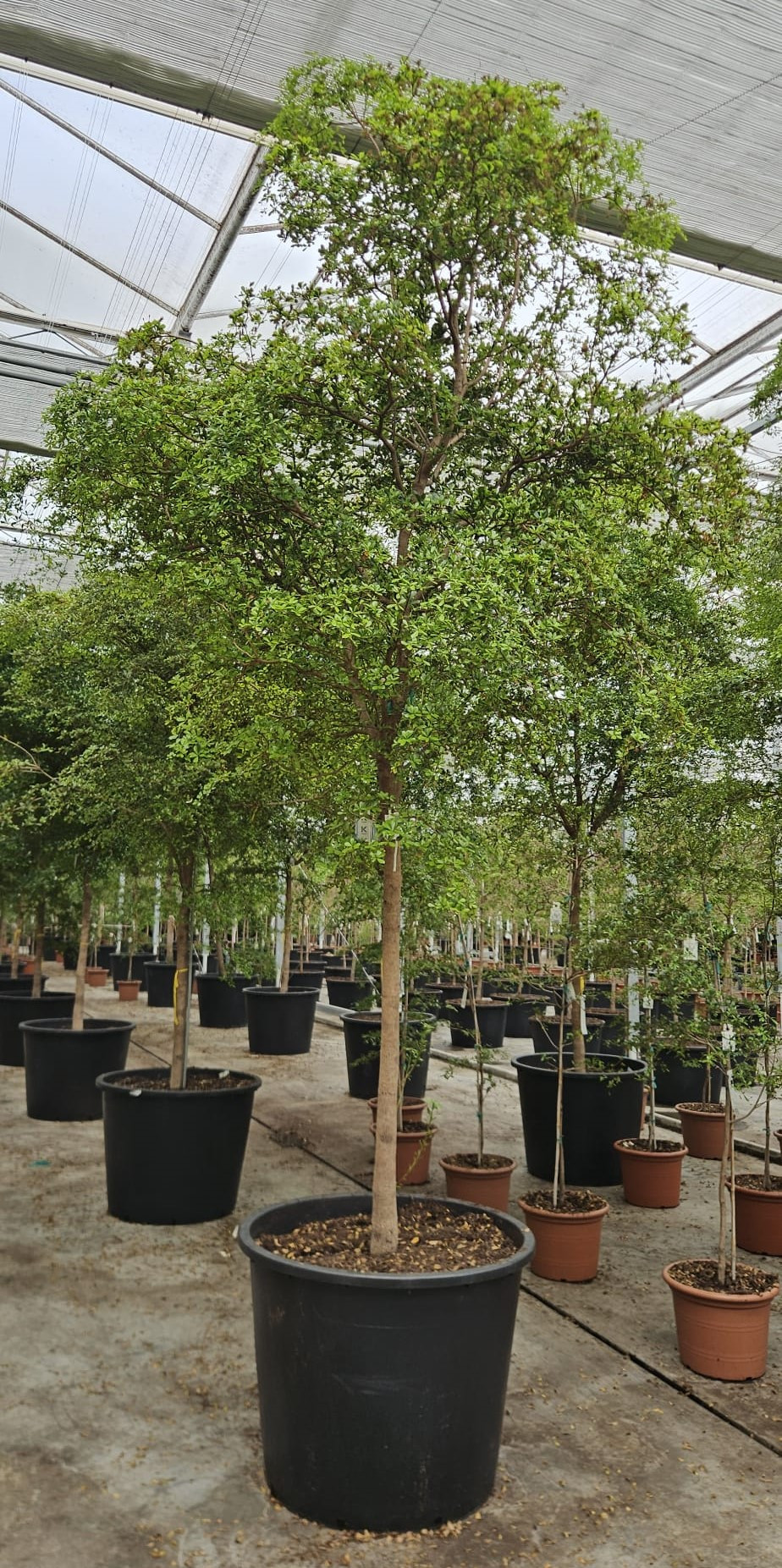 Bucida buceras, D 96