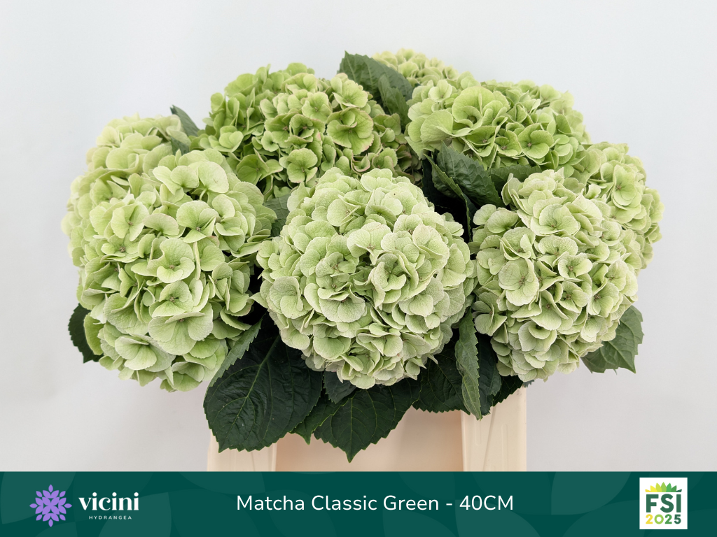 Гортензия Май Бьютифул Матча Классик 40, шт.