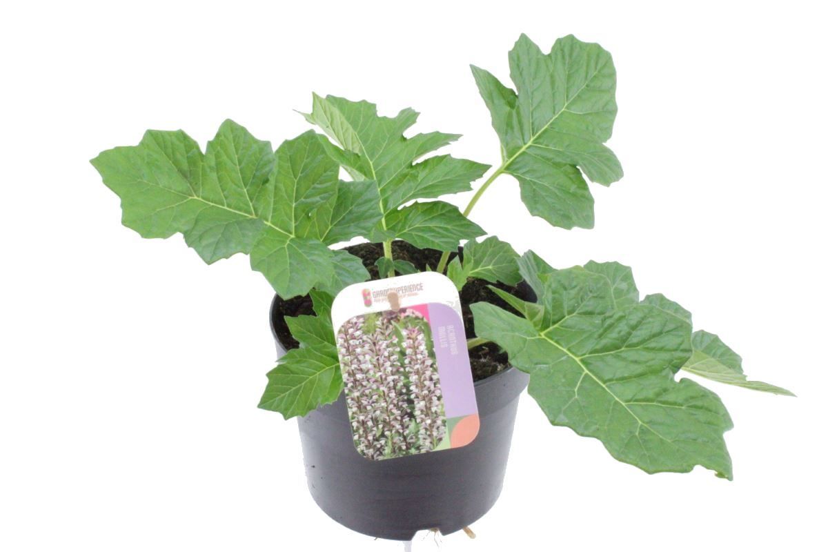 Acanthus mollis, D 17