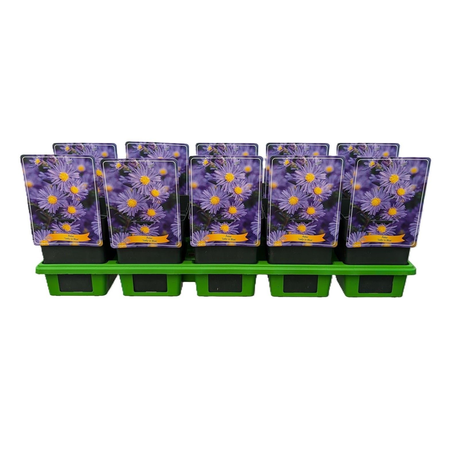 Aster Dumosus 'Lady in Blue' P11, D 11 cm
