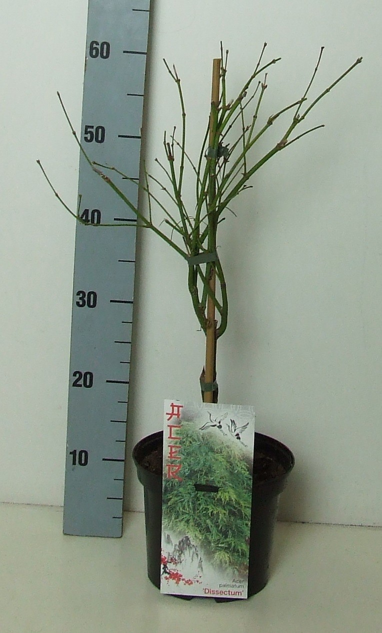 Acer palmatum 'Dissectum' P19 Full CC, D 19