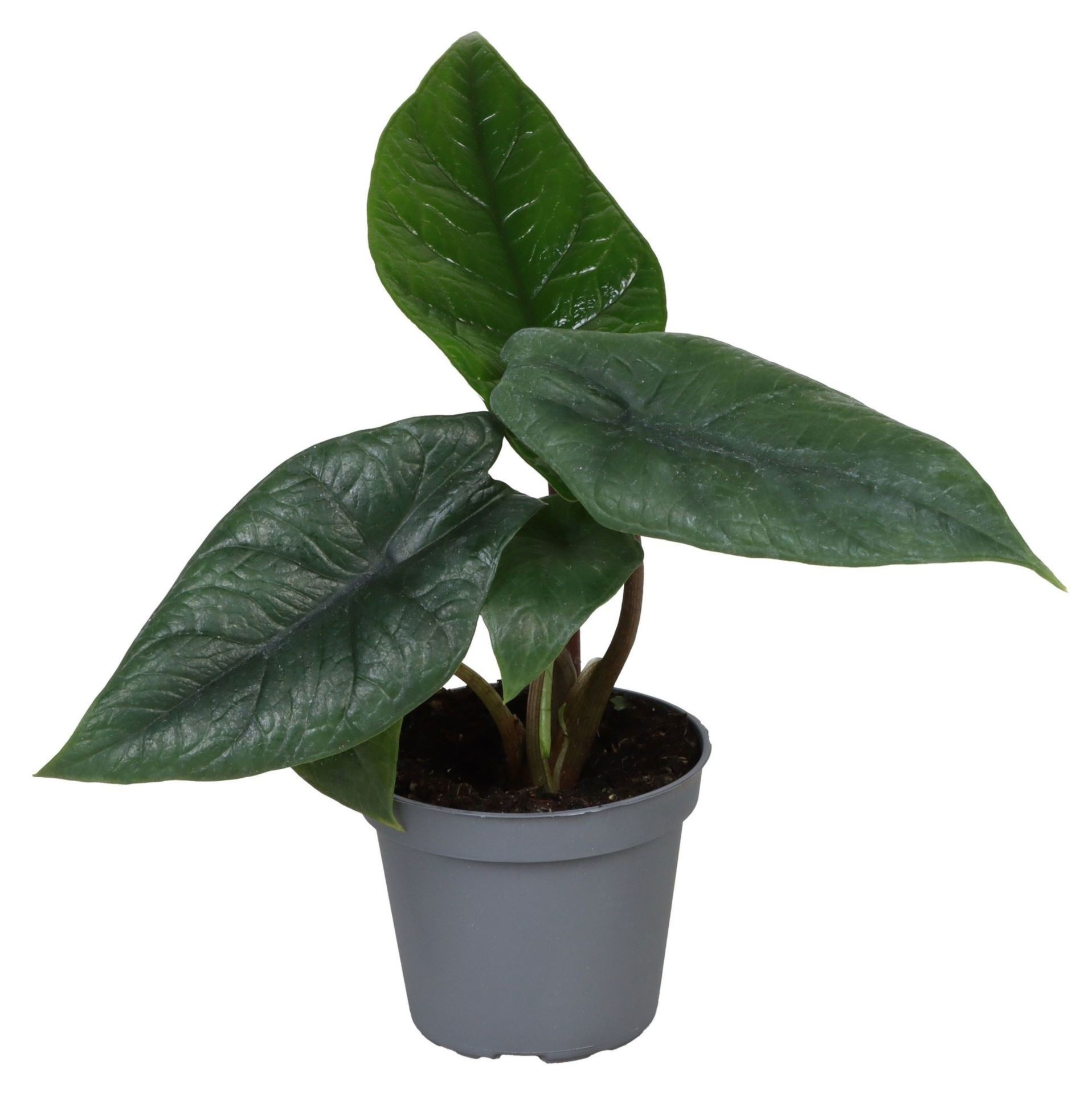 Alocasia Scalprum 6 cm, D 6