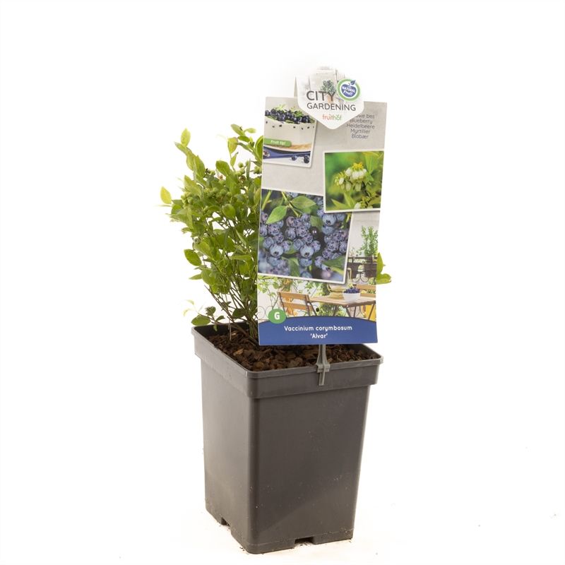 Vaccinium cor. x Vac. angust. Alvar Compacte blauwe bes (pluk augustus), D 18