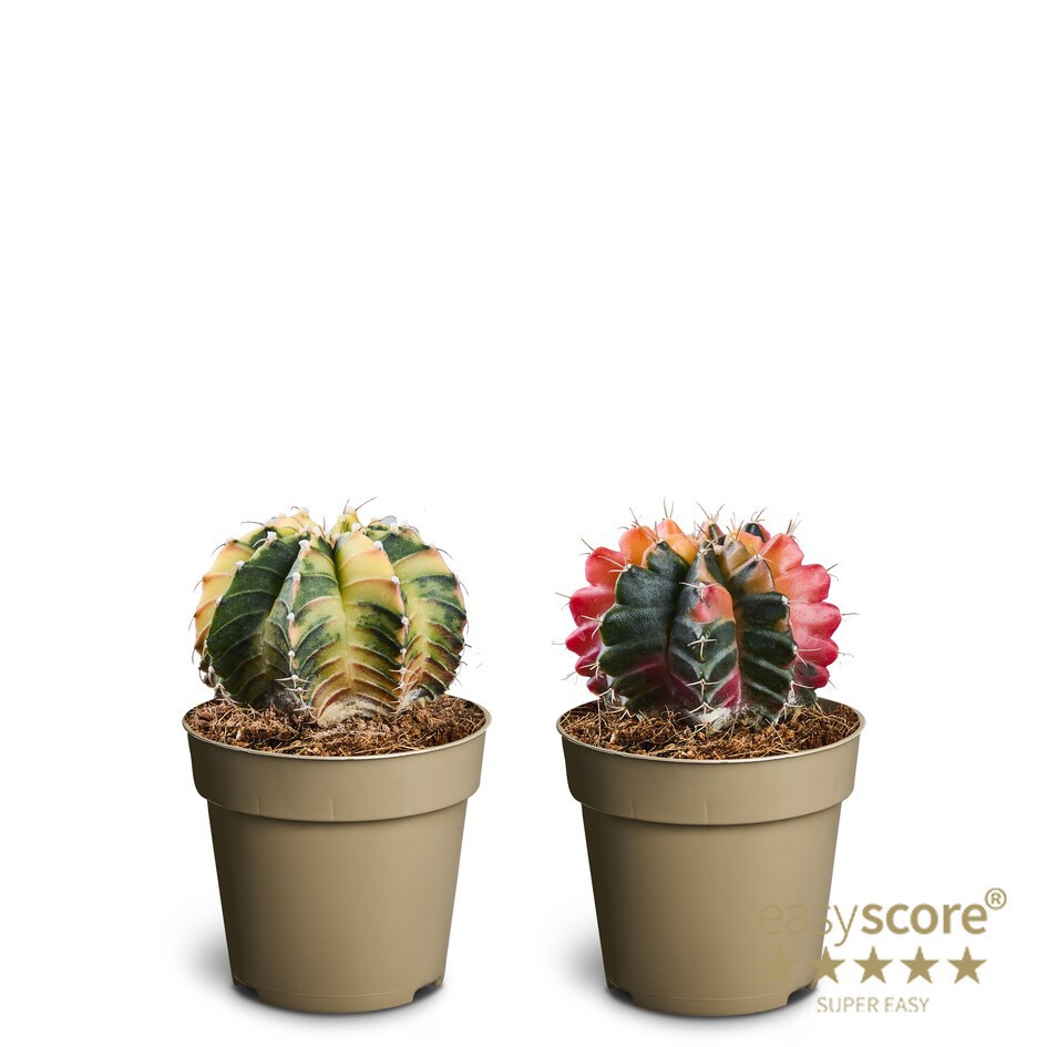 GYMNOCALYCIUM MIHANOVICHI 'GLOW MIX', D 9 cm