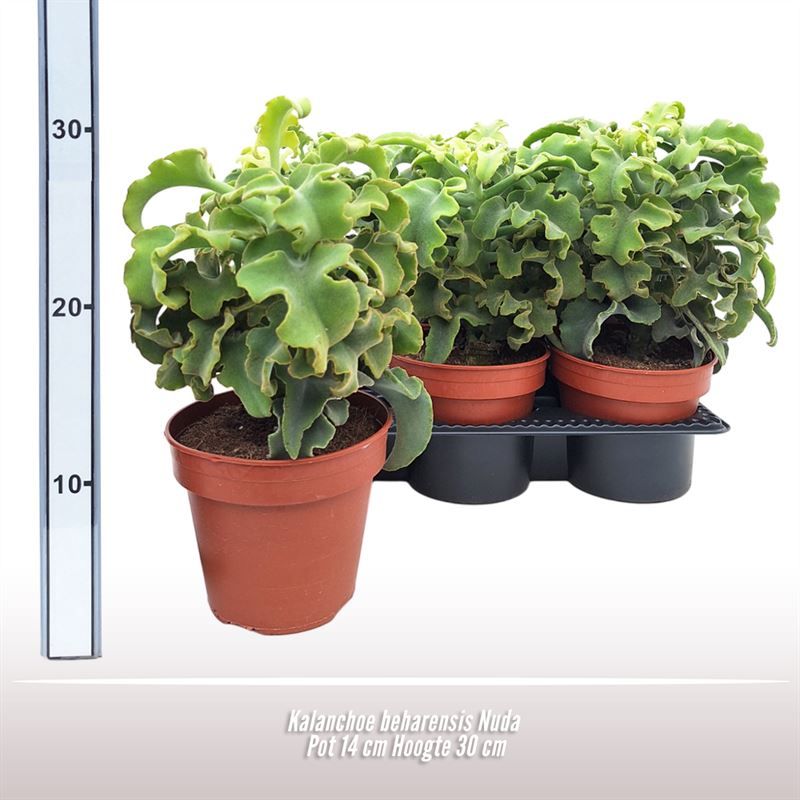 Kalanchoe beharensis Nuda, D 14