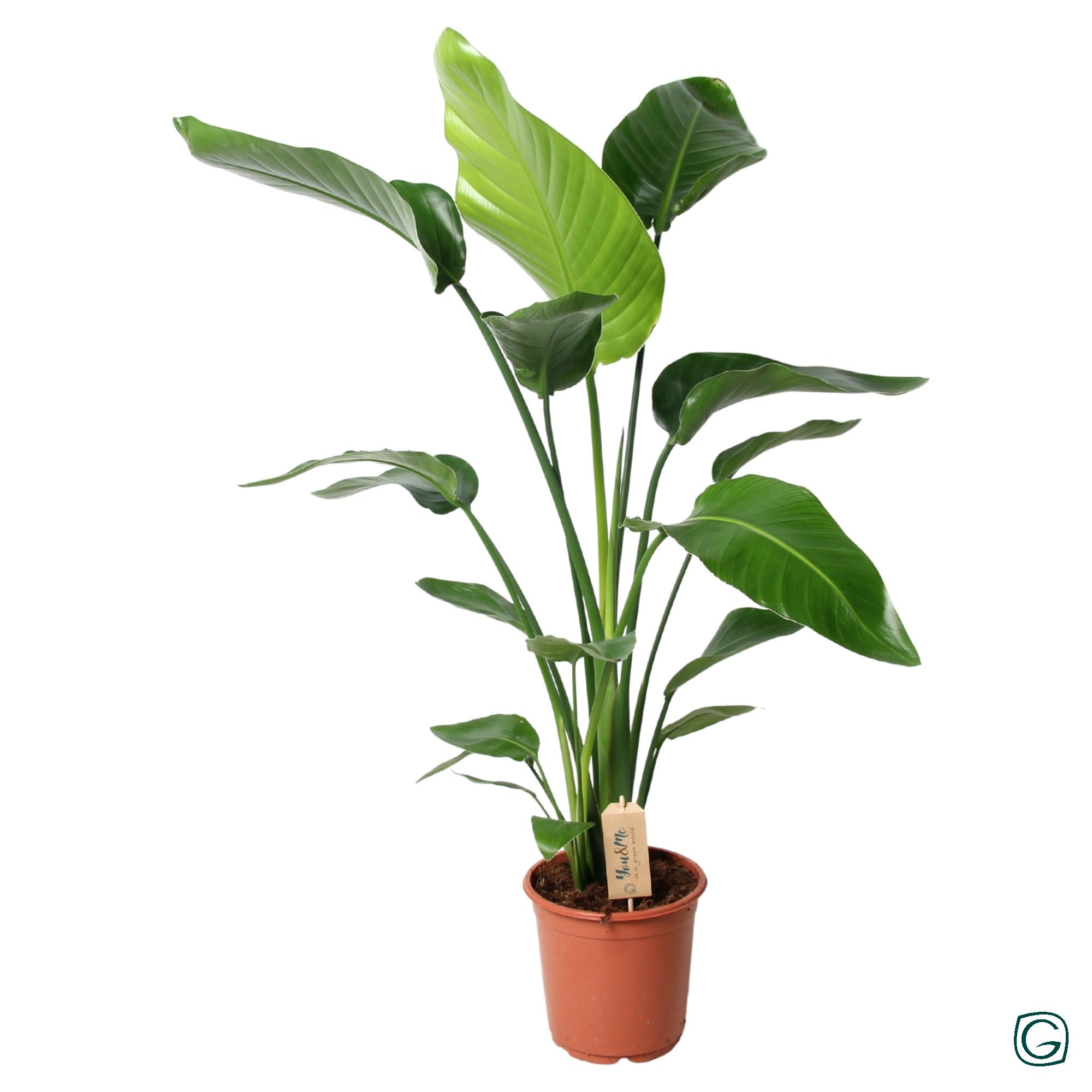 Strelitzia nicolai p21, D 21