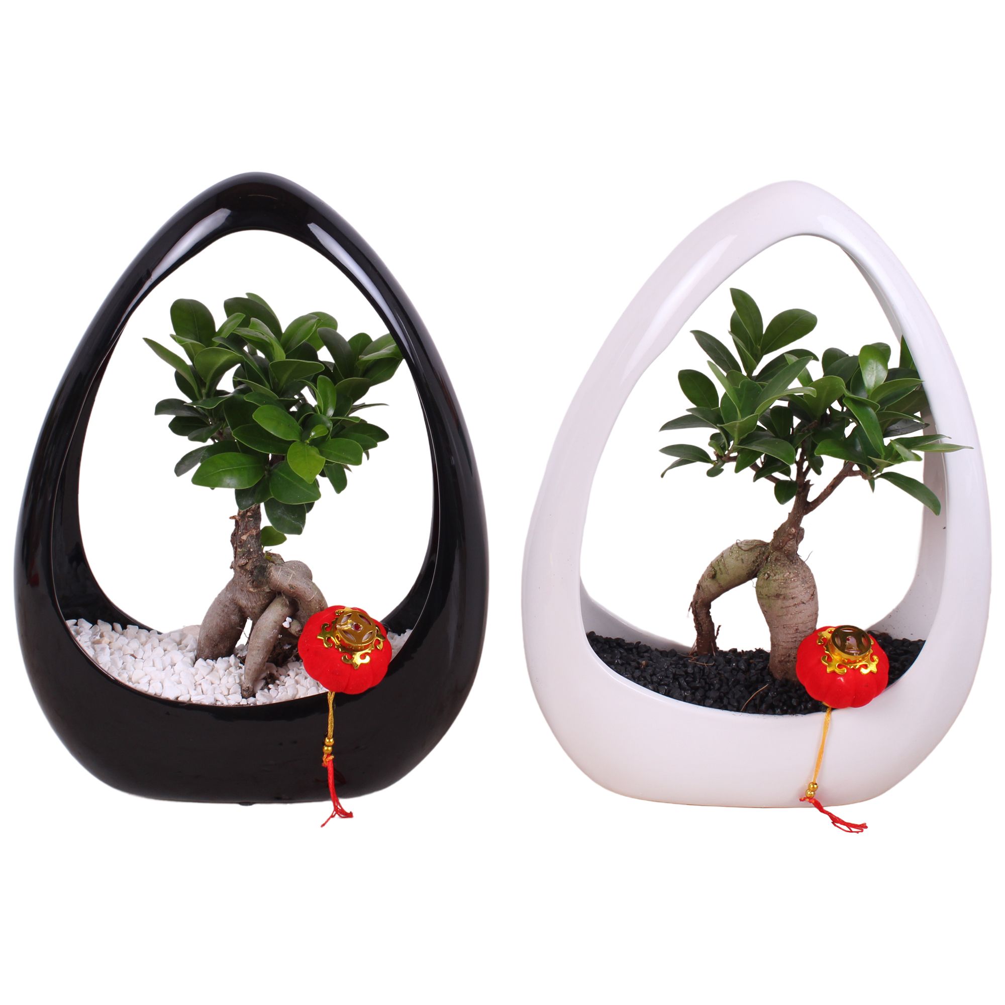 Ficus m. Ginseng pot Ø09cm in Ikebana Ceramic Black/White Ø23cm, D 23