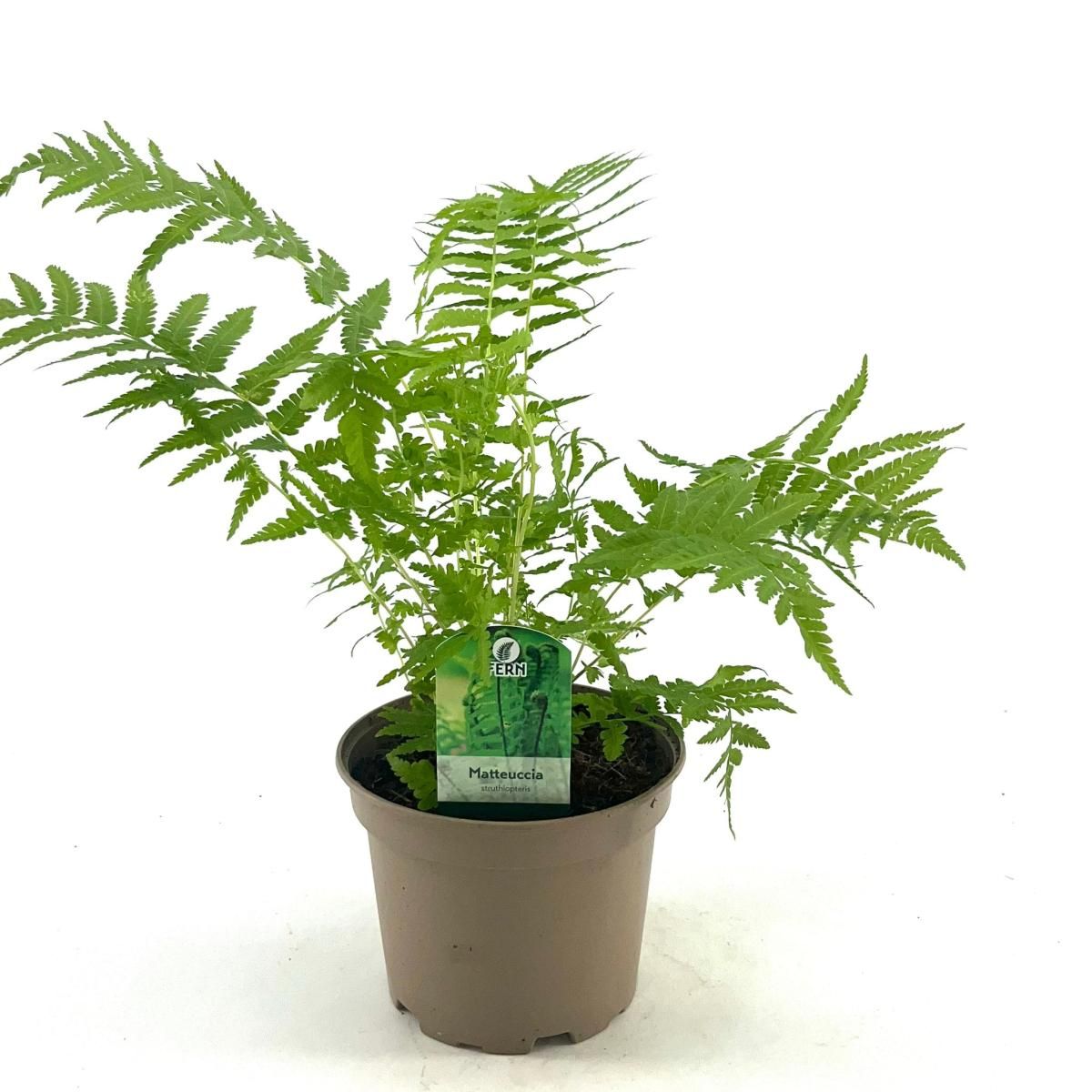 Matteuccia struthiopteris, D 17 cm