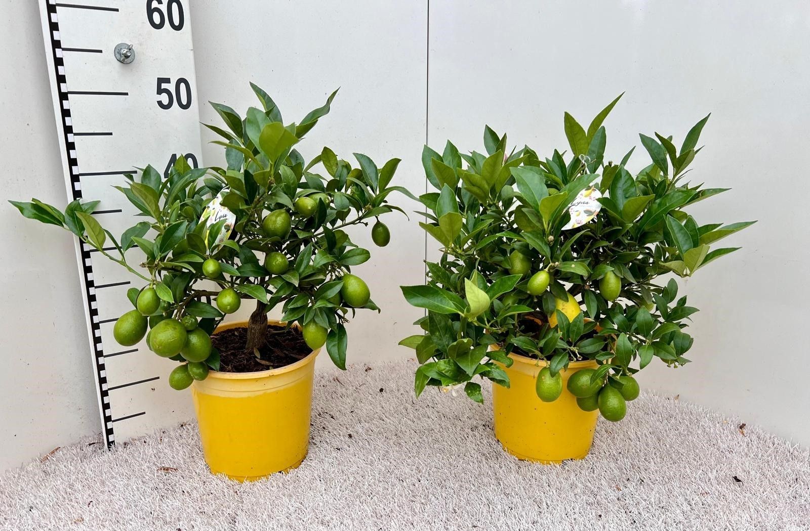 Citrus floridana Limon bush/stem, D 19