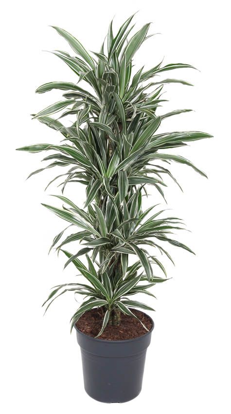 Dracaena White Stripe vertakt P31, D 31