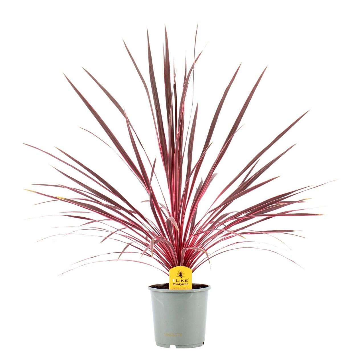 Cordyline Australis Charlie Boy - 17cm, D 17