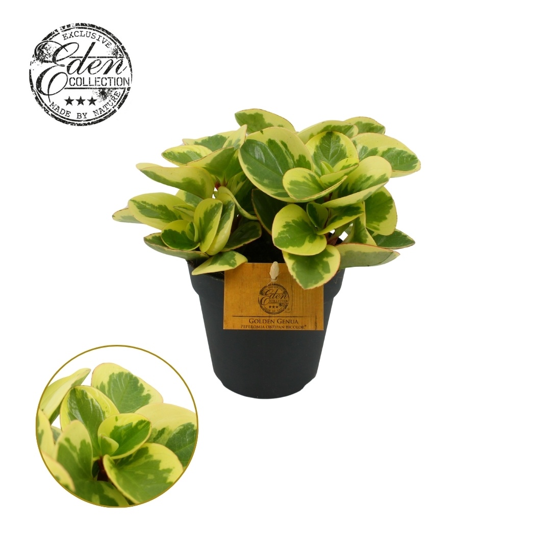 Peperomia Obtipan Bicolor 10,5cm, D 10,5 cm