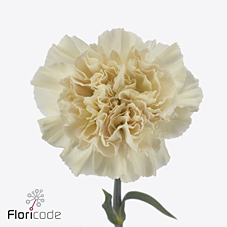 Диантус од. Пич Ти+ (крем.), шт.