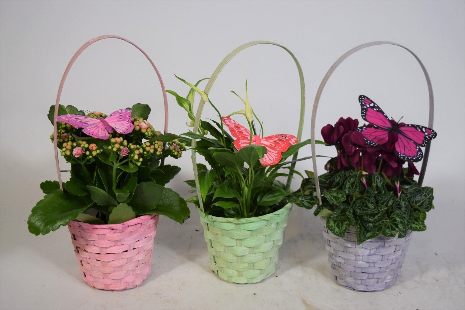 Bloeimix in hengselmand met bijsteker. Mix van planten in overleg, Valentijn, Moederdag en Vrouwendag, D 12