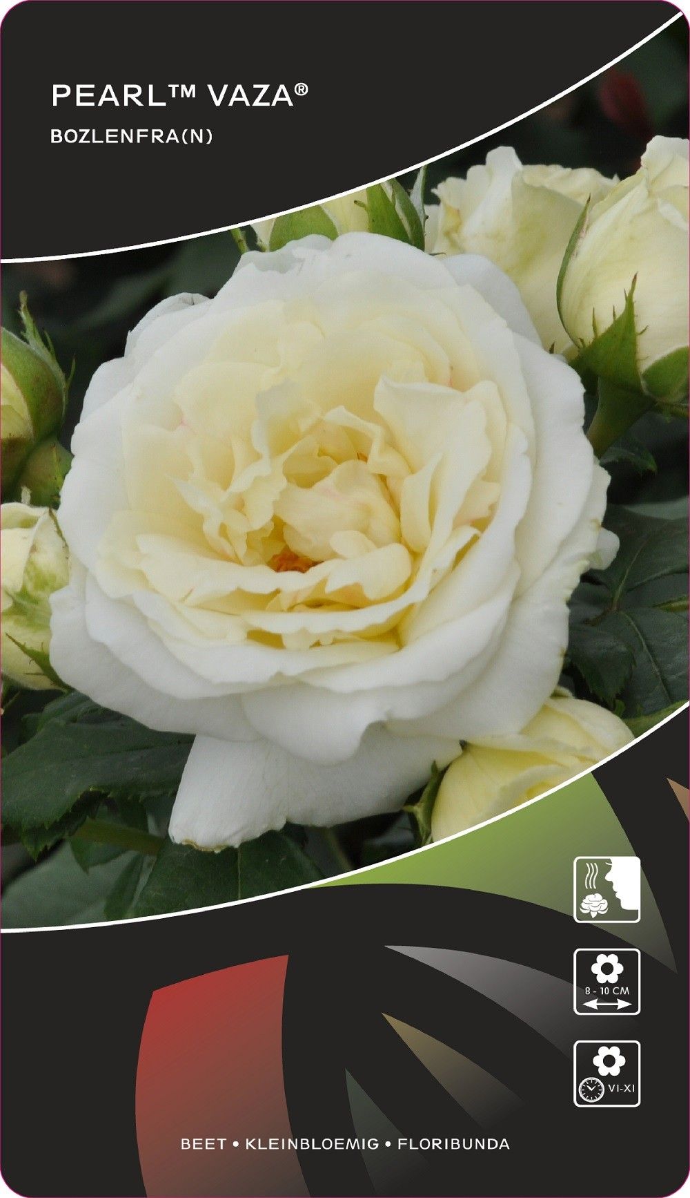 Rosa (F) Pearl™Vaza®, D 17