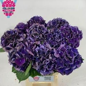 Гортензия Роял Кинг Классик 60, шт.