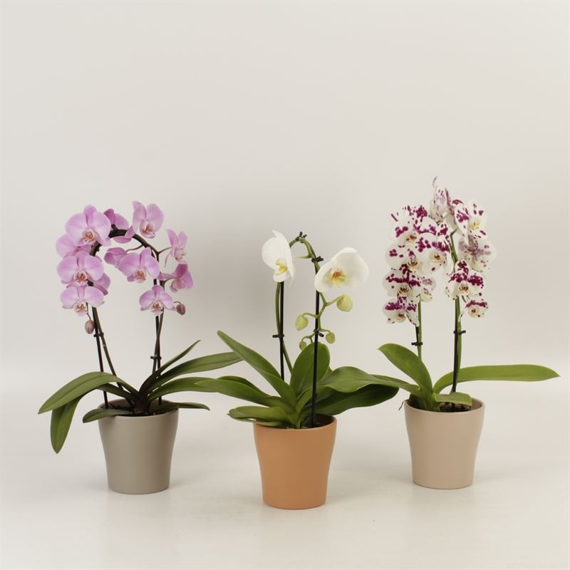 Phalaenopsis Elegant Cascade Shapes mix 1 en 2 tak in Rentree keramiek, D 12 cm