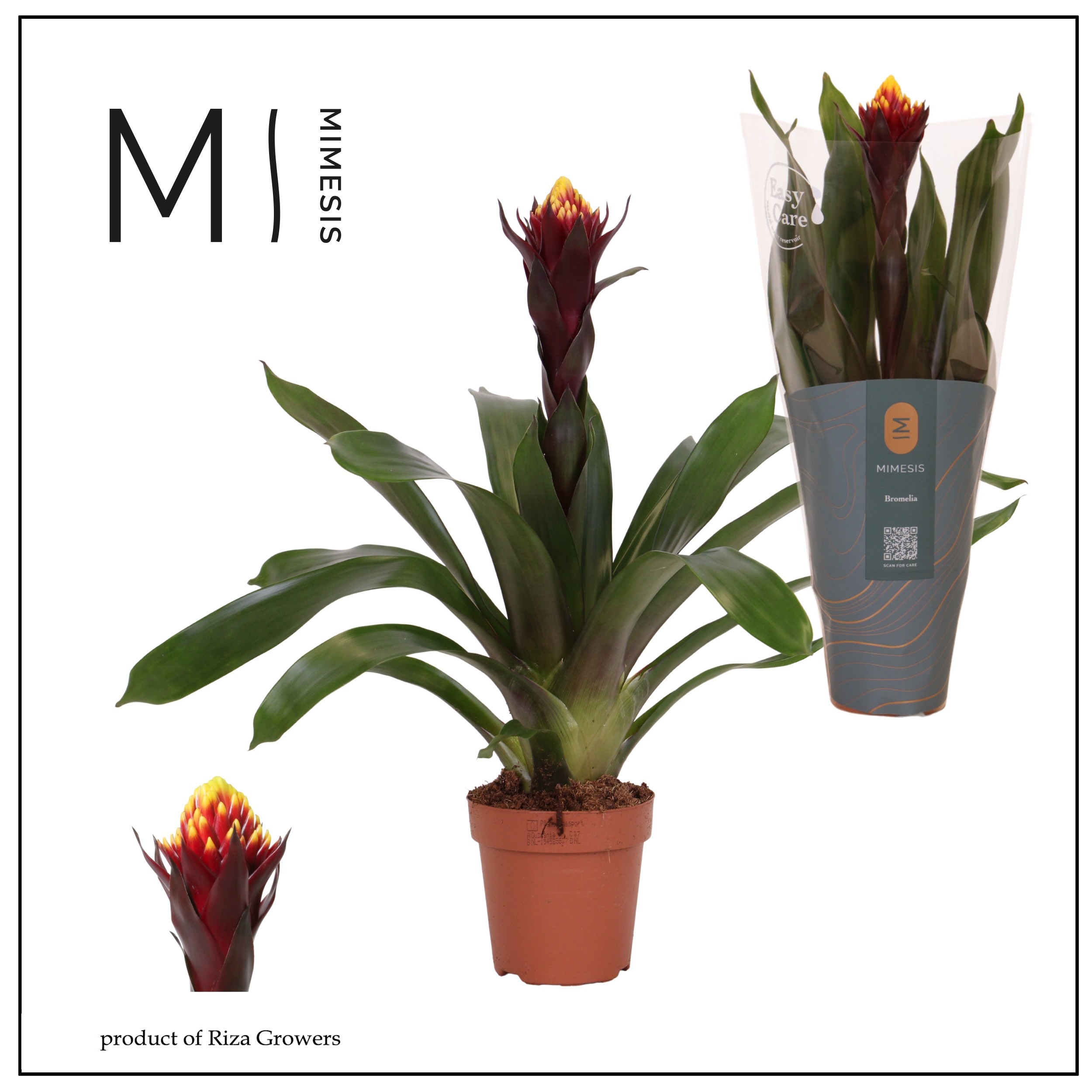 Guzmania Rockyflower Akabar - 12cm | Mimesis, D 12