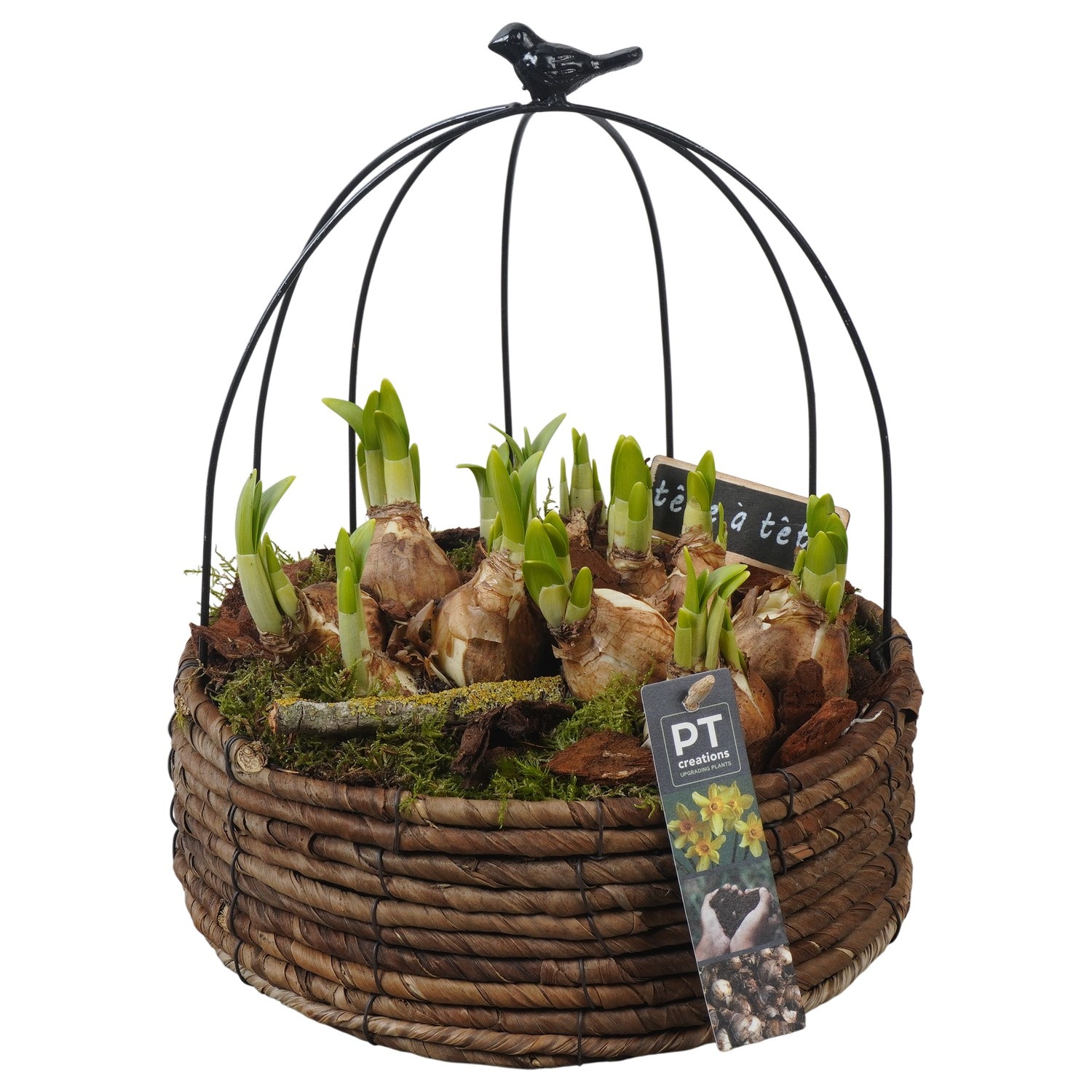 PTN8656 Arrangement Narcissus in mand met metaal, D 20