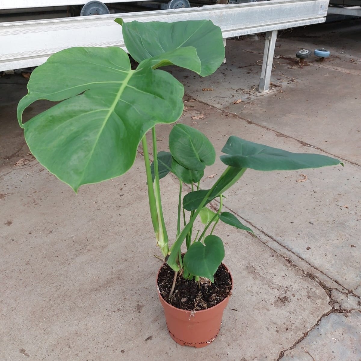 TDM P17 : Monstera Deliciosa P17 cm, D 17