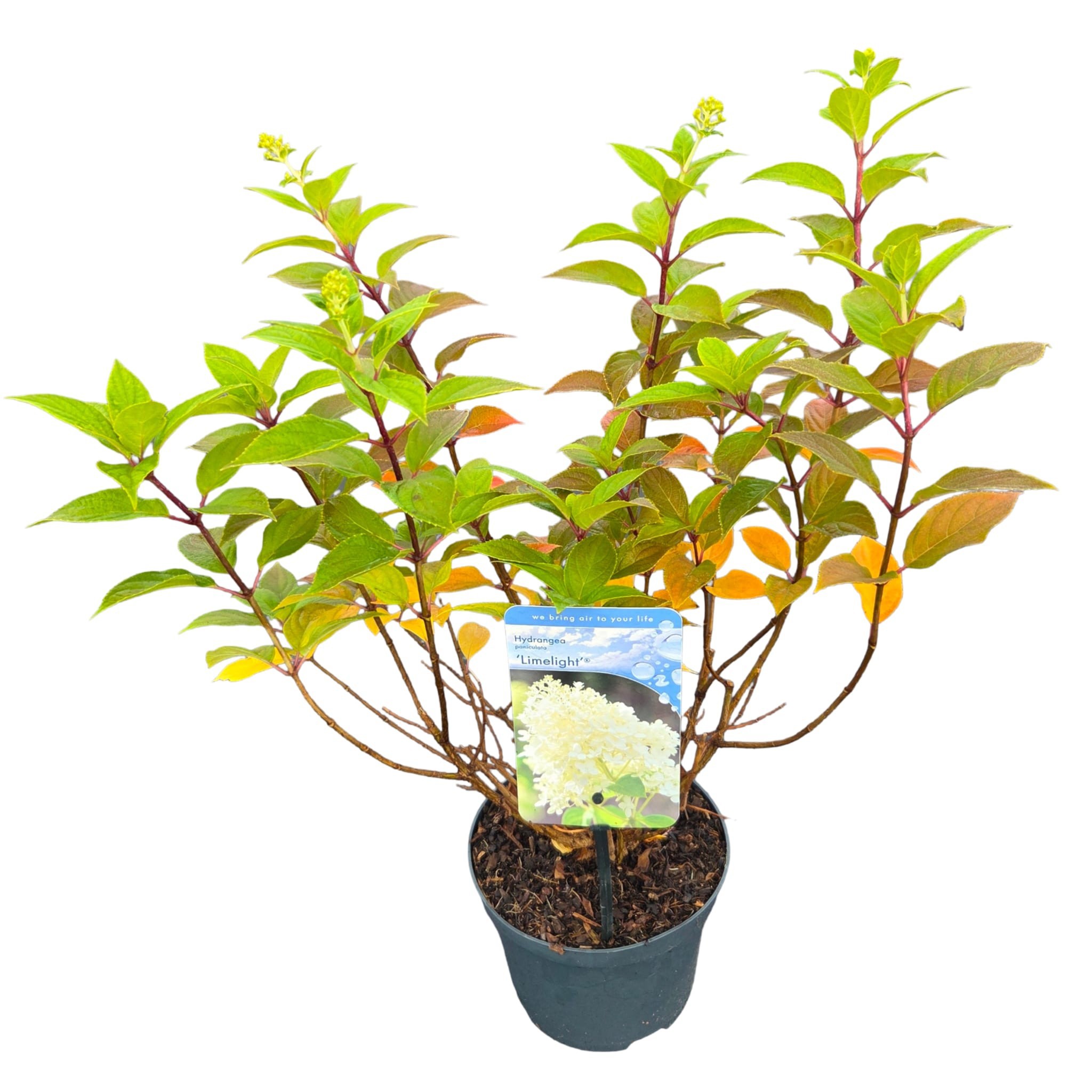 Hydrangea pan. 'Limelight', D 17 cm