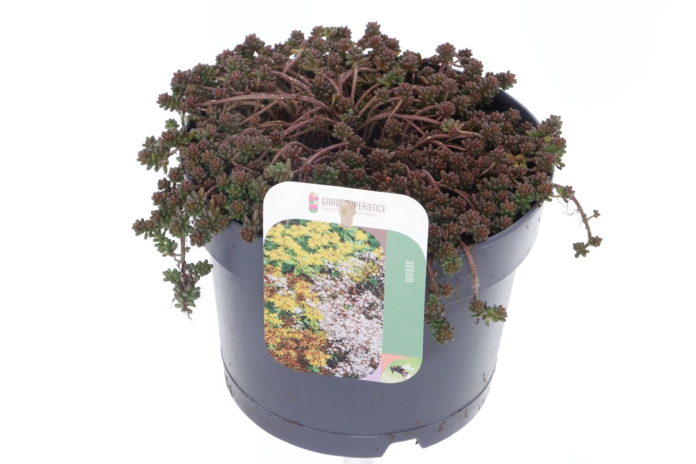 Sedum album Coral Carpet, D 17