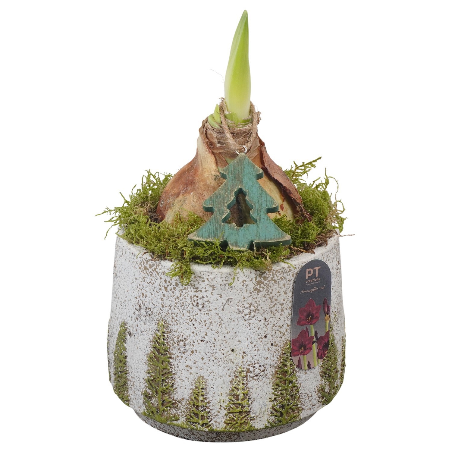 PTACH2518 Arrangement Amaryllis Christmas in beton pot, D 15