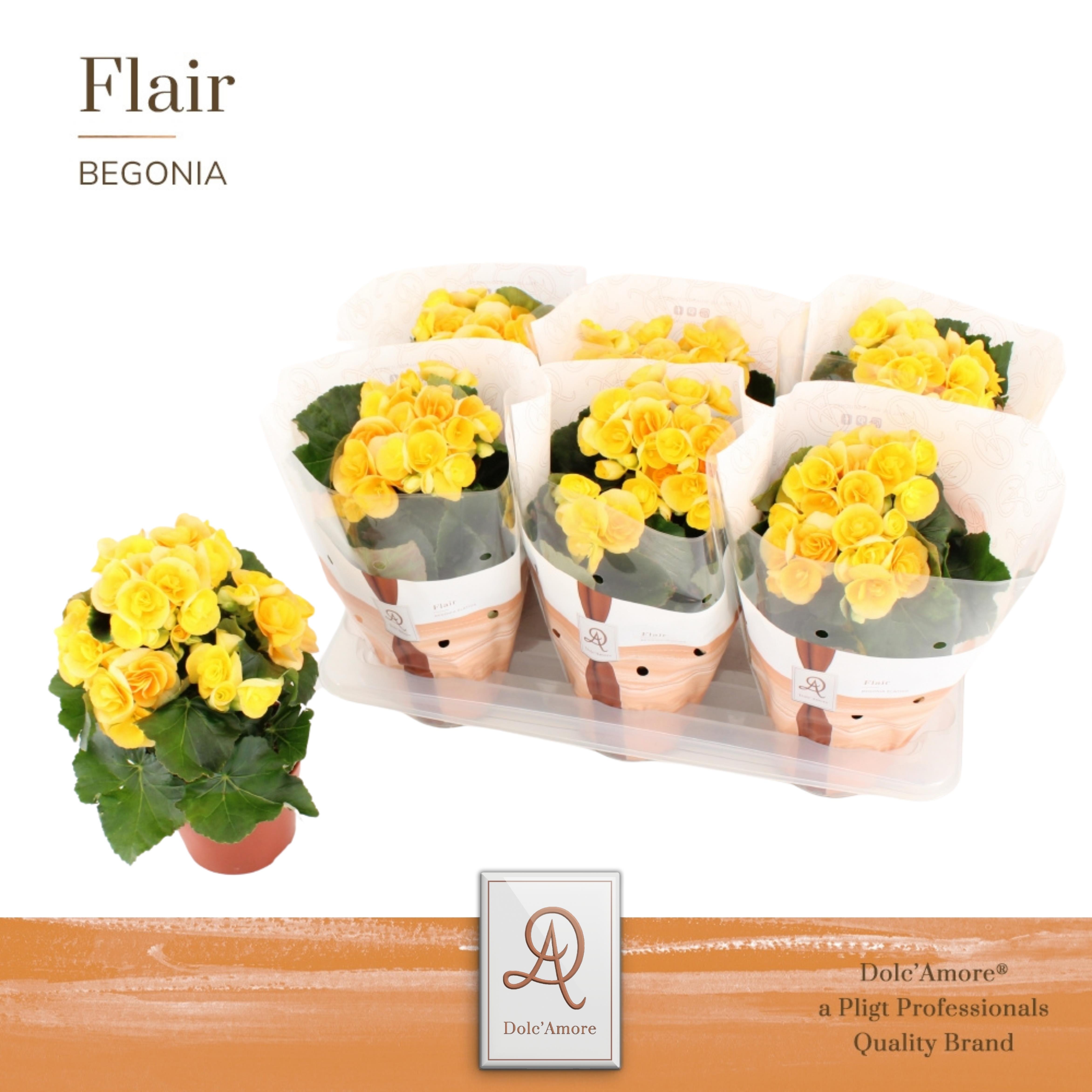 Begonia Nadine P14 Dolc'Amore® Flair, D 14