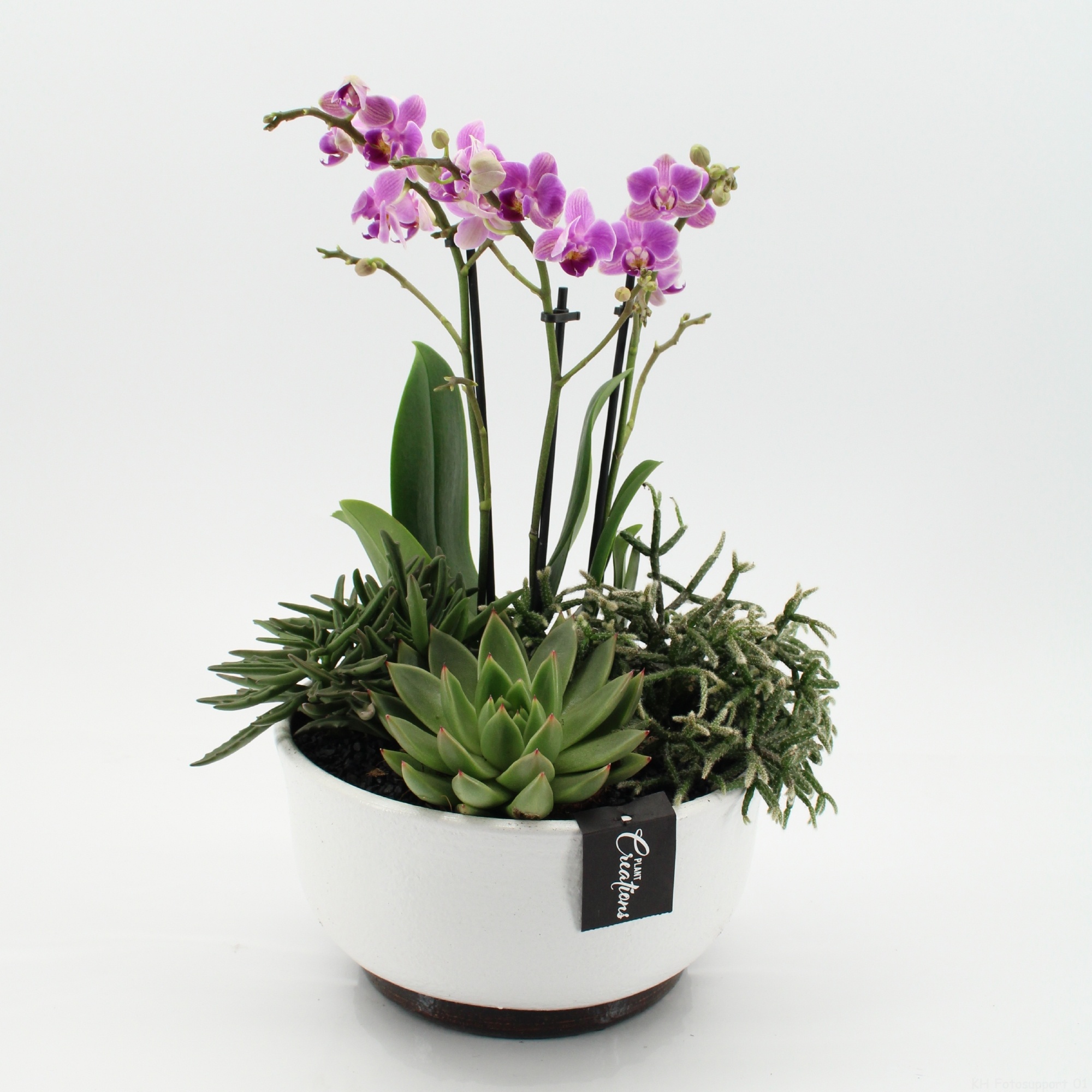PHAL-2651RZ Phalaenopsis creatie, D 22