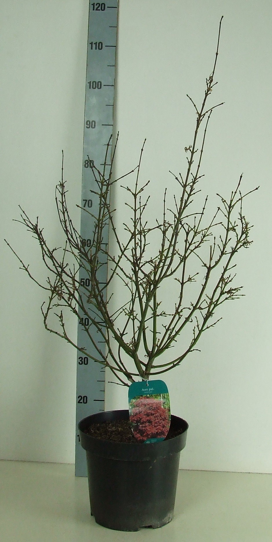 Acer palmatum 'Shaina' P26 Full CC, D 26