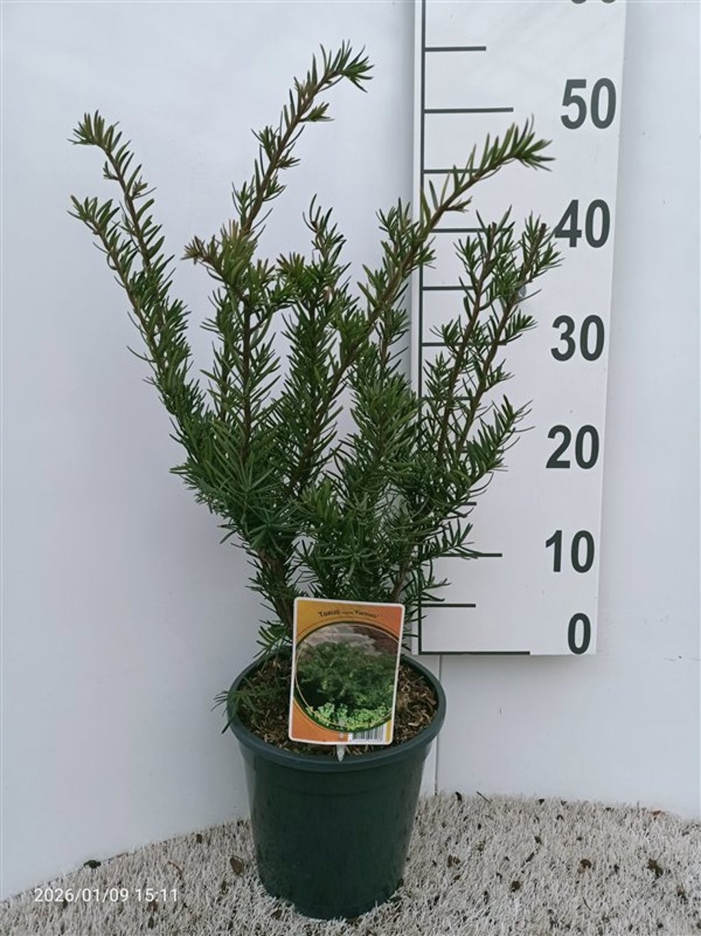 Taxus media Farmen, D 19