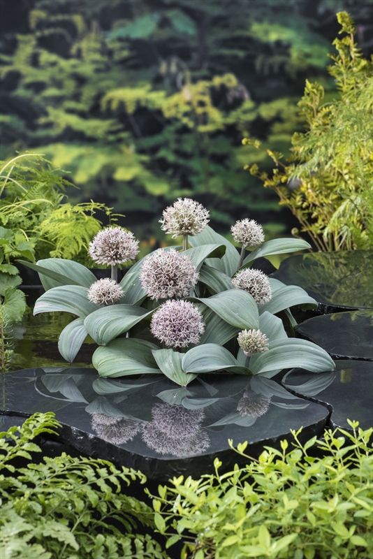 Allium karataviese, D 9