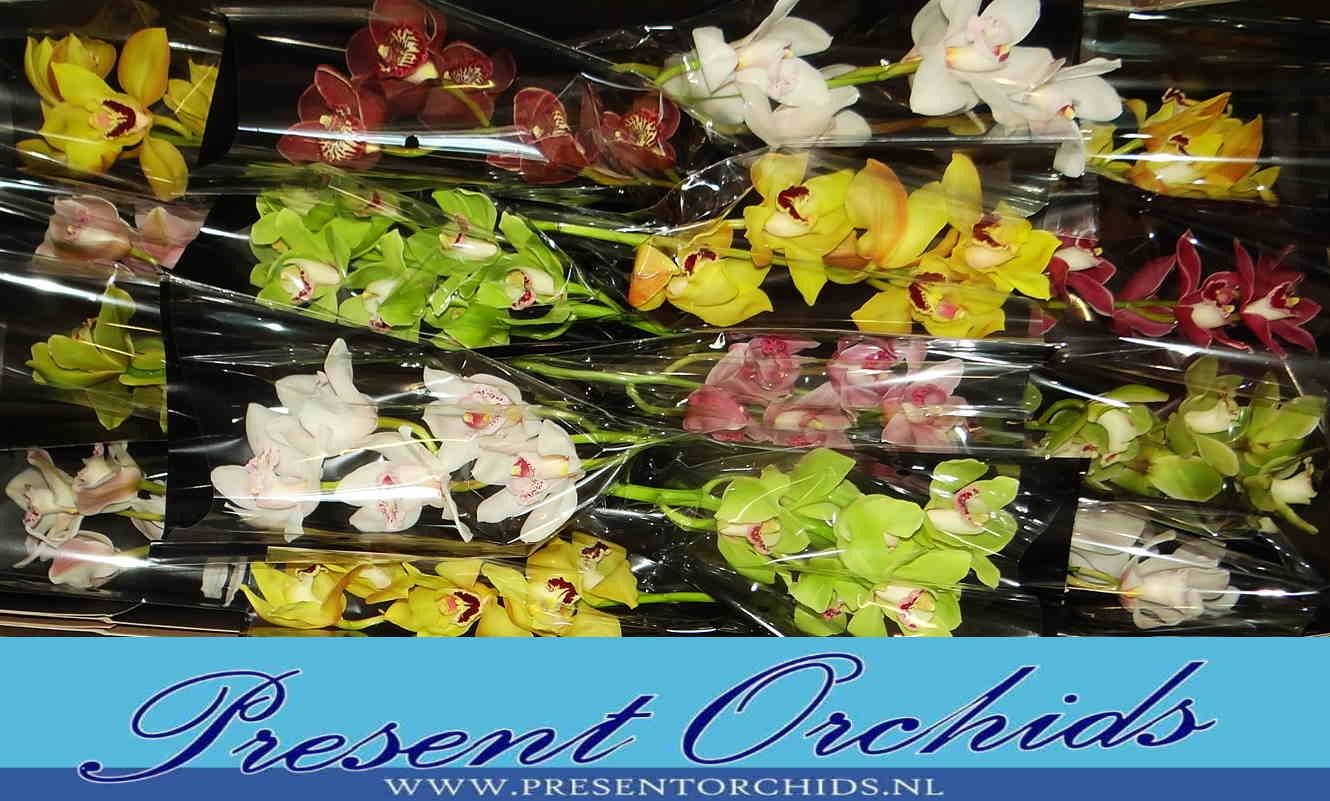 Цимбидиум Микс x16 40, шт.