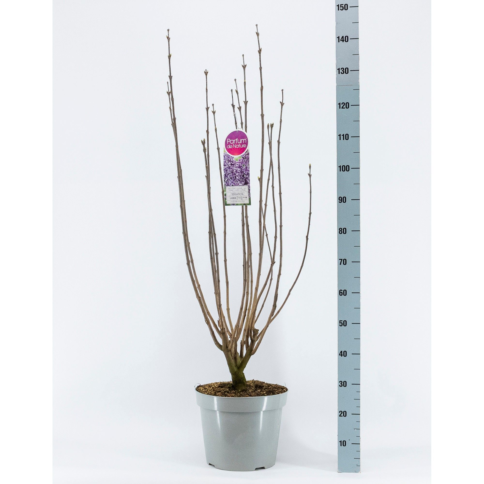 Syringa vul. Sensation, 3-jarig, C15 Solitair, D 32