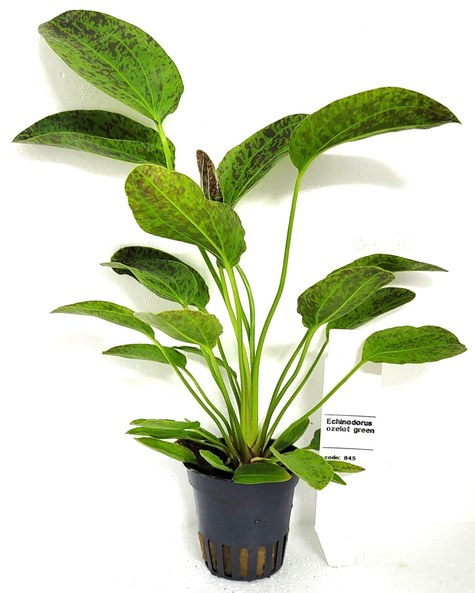 Echinodorus schluterii 'leopard', D 5