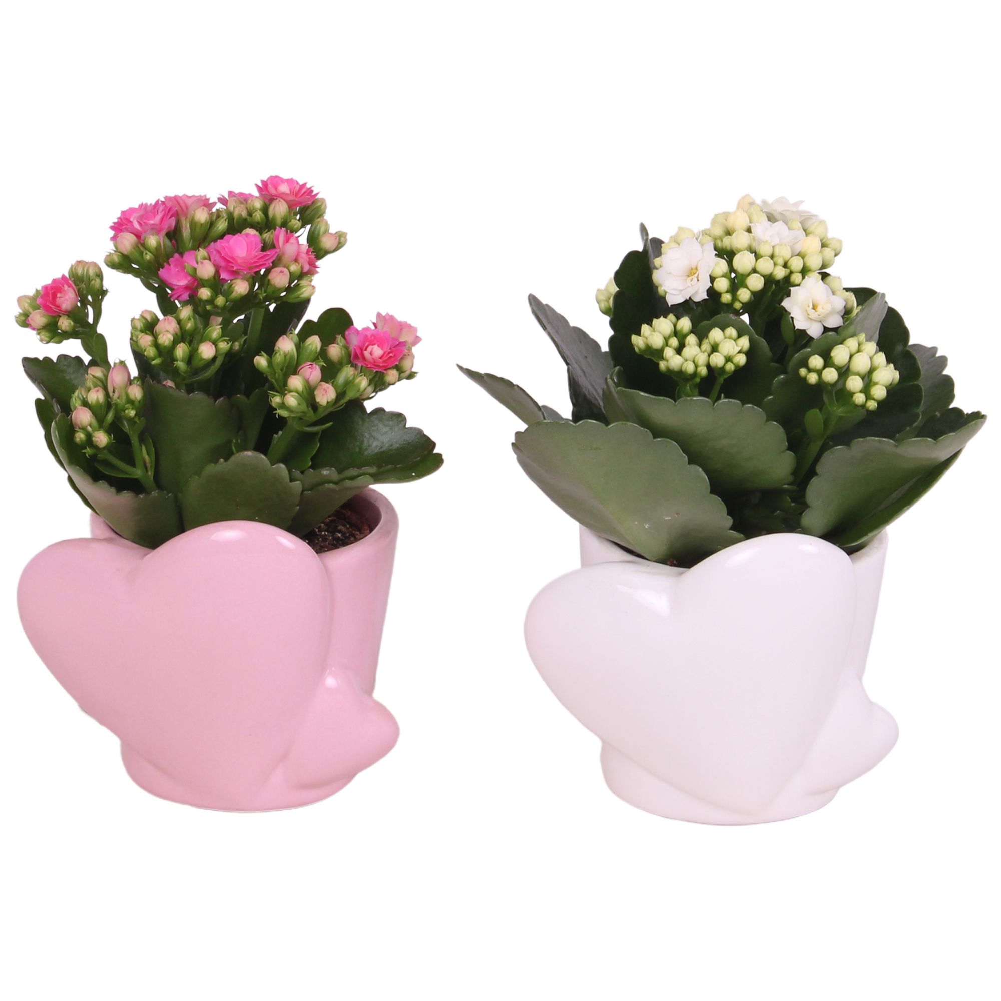 Mothersday Arr. Indoor Ceramic Heart Pot Pink/White Ø10cm 1PP, D 10