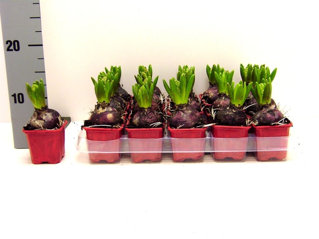 Hyacint jan bos, D 7