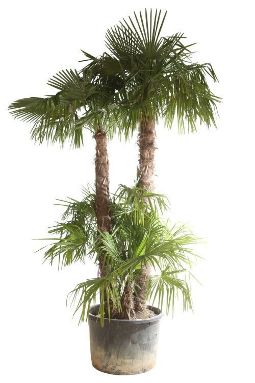 Trachycarpus fortunei, D 135