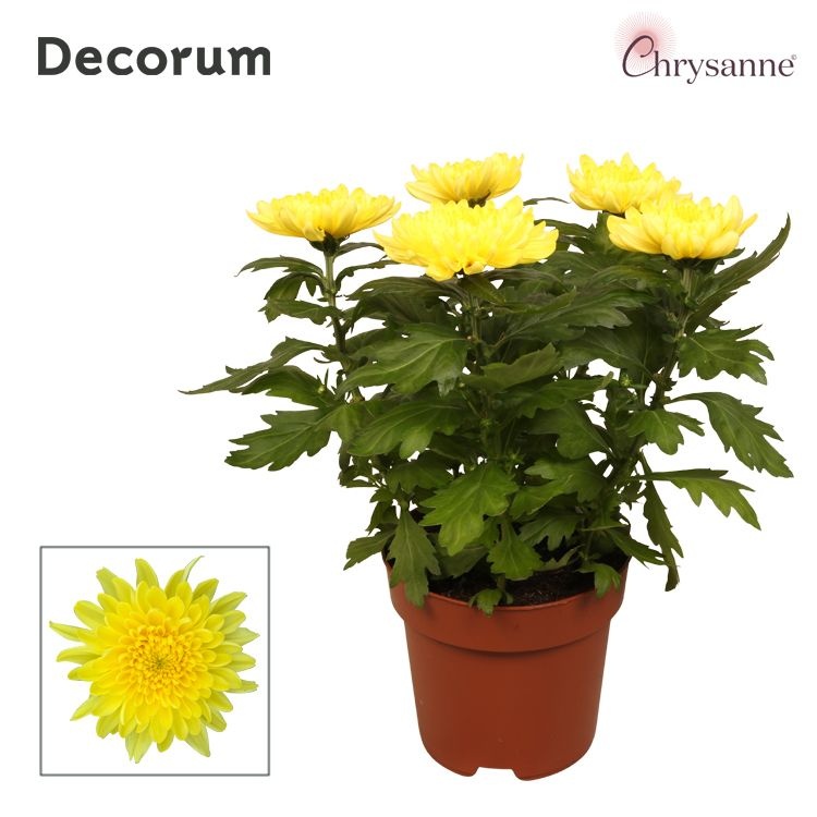 Chrysanne® Zembla Next Yellow p17, D 17 cm Chrysanne® Zembla Next Yellow p17, D 17 cm