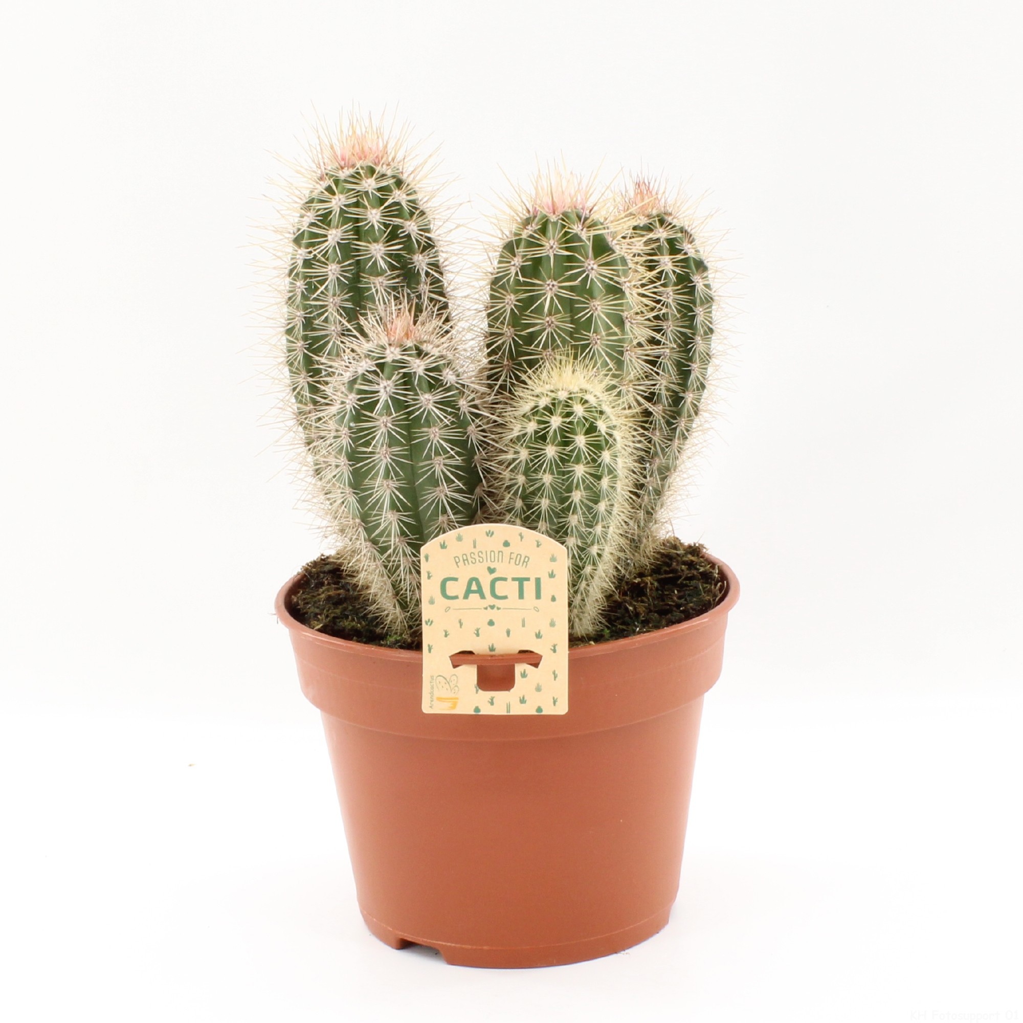 Pachycereus pringlei p17, D 17