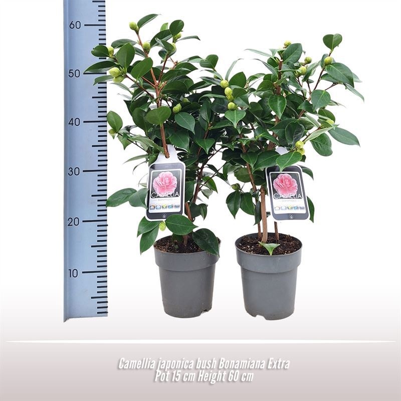 Camellia Japonica Bonamiana, D 15