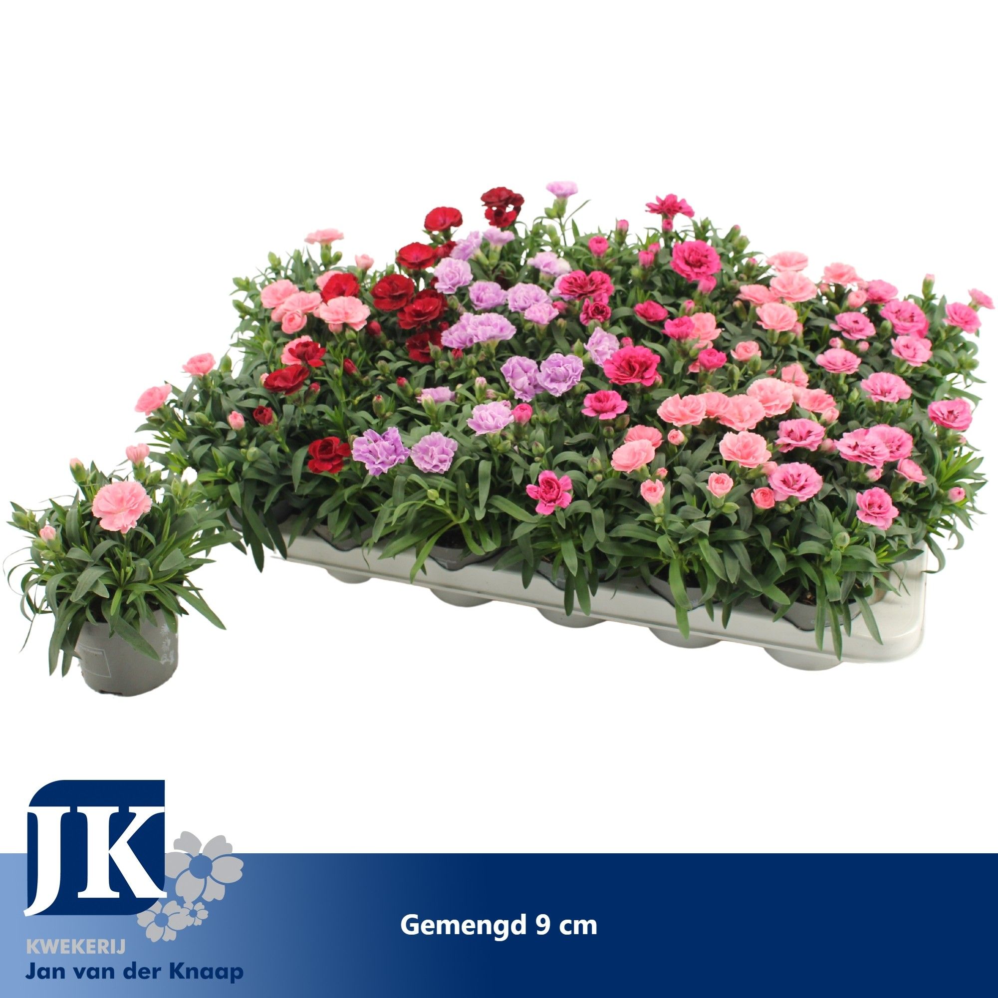 Dianthus gemengd in de tray P 9, D 9