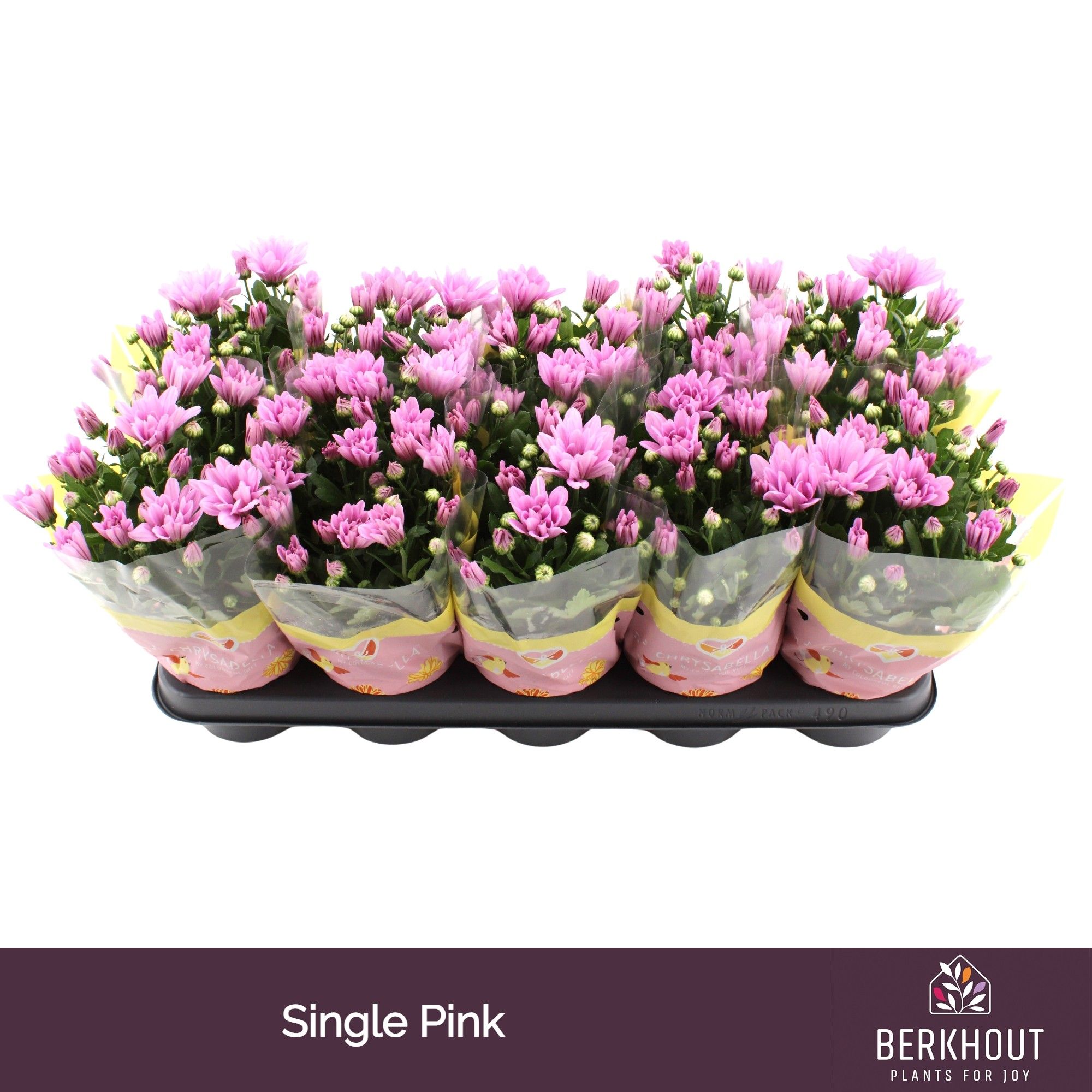 Chrysant Breeze Pink, D 12