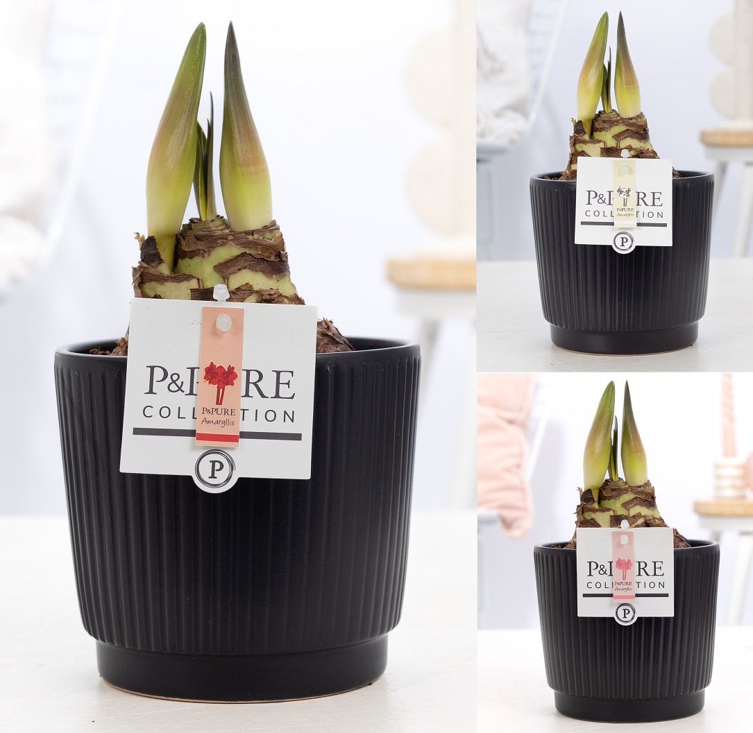 Hippeastrum mix in P&PURE Liv ceramics matt black, D 12