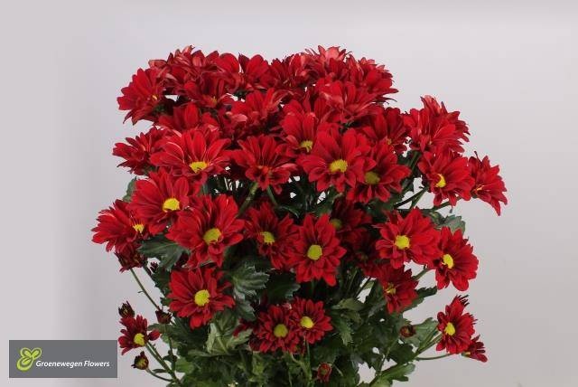 Хризантема куст. Мерло 70, шт.