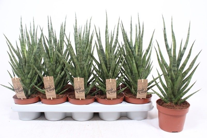 Sansevieria Torch, D 12