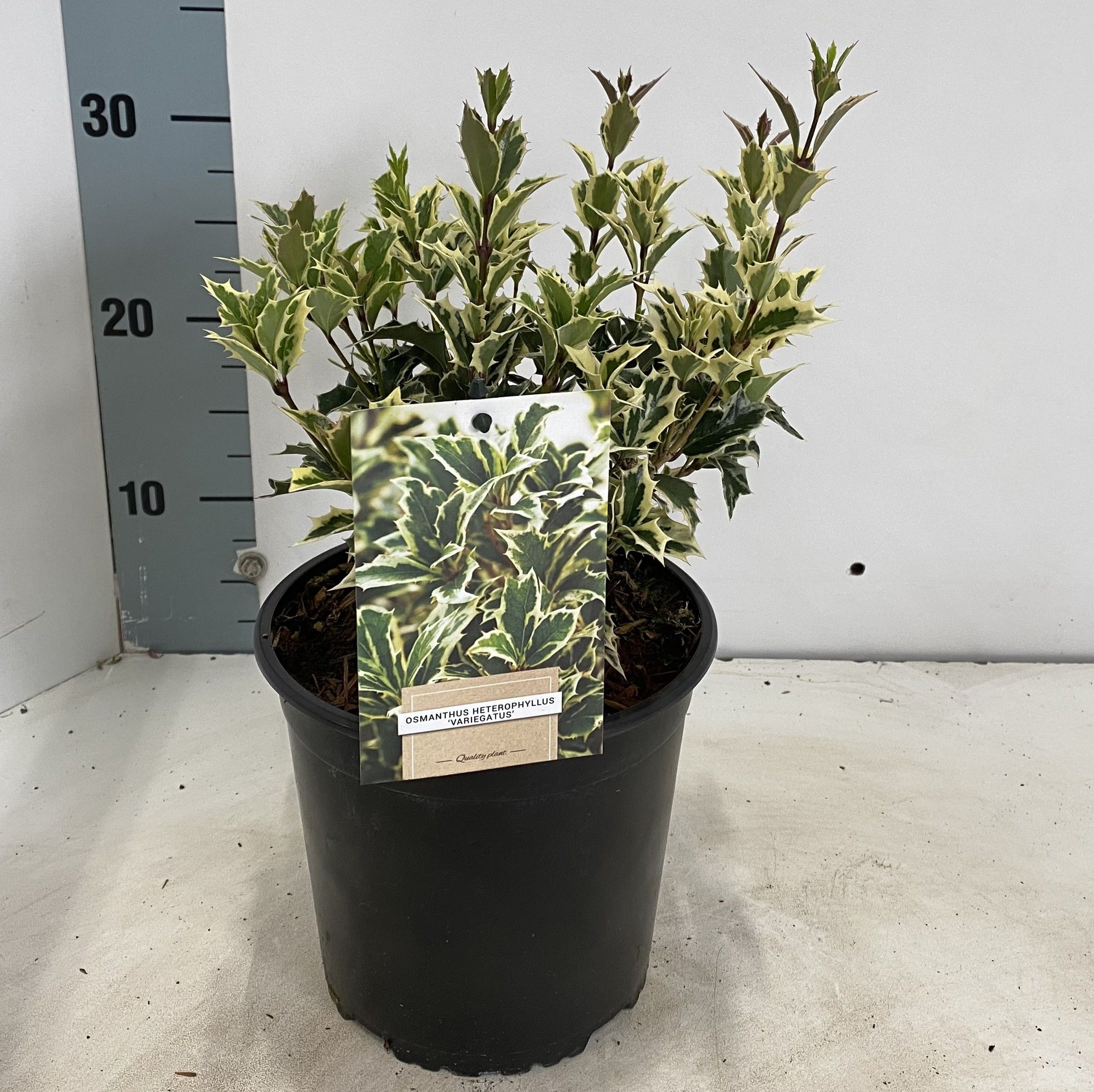 Osmanthus heterophyllus 'Variegatus', D 17