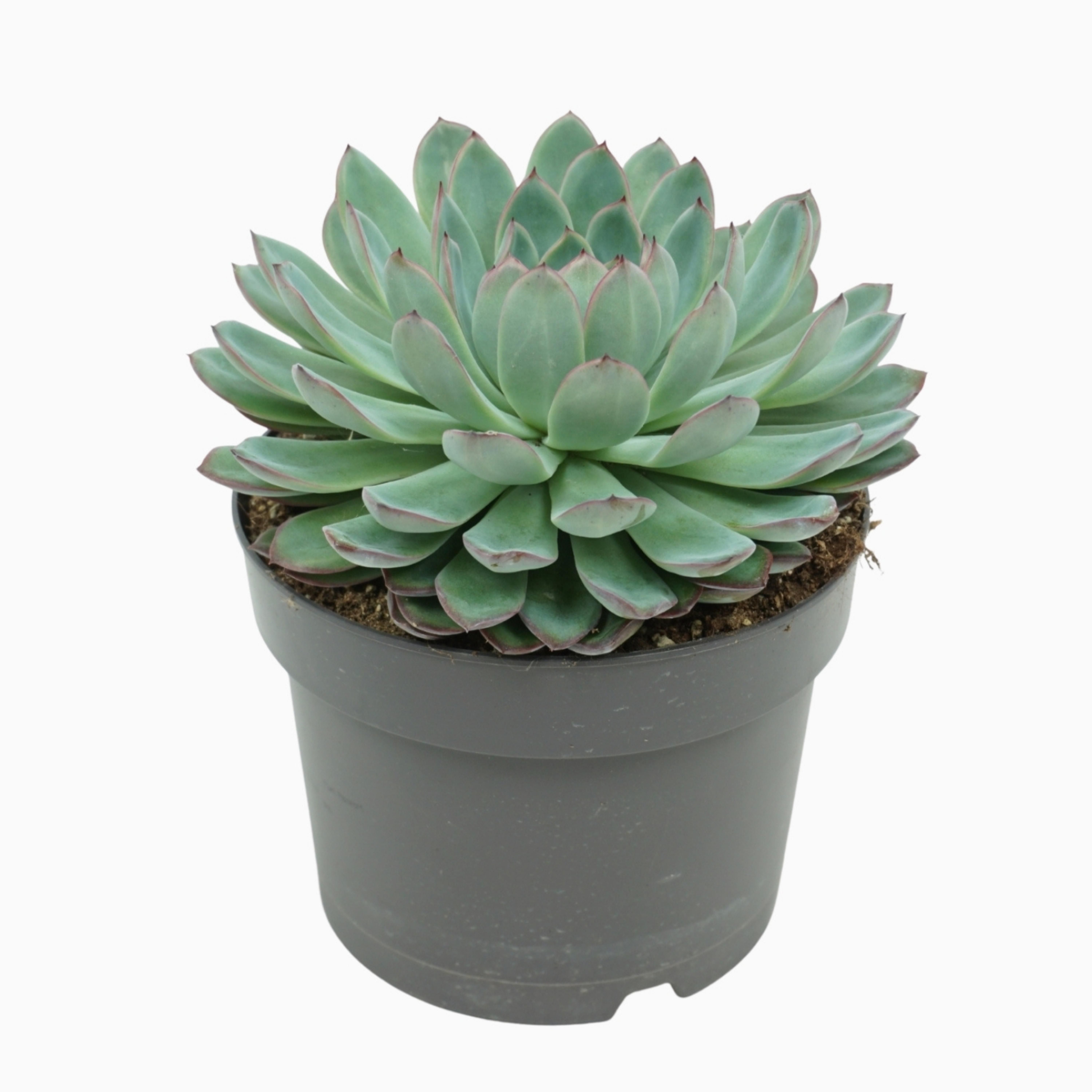 Echeveria apus 17 cm, D 17