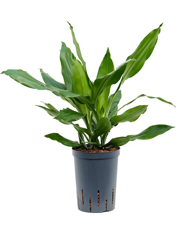 Dracaena fragrans 'Janet Lind', D 15