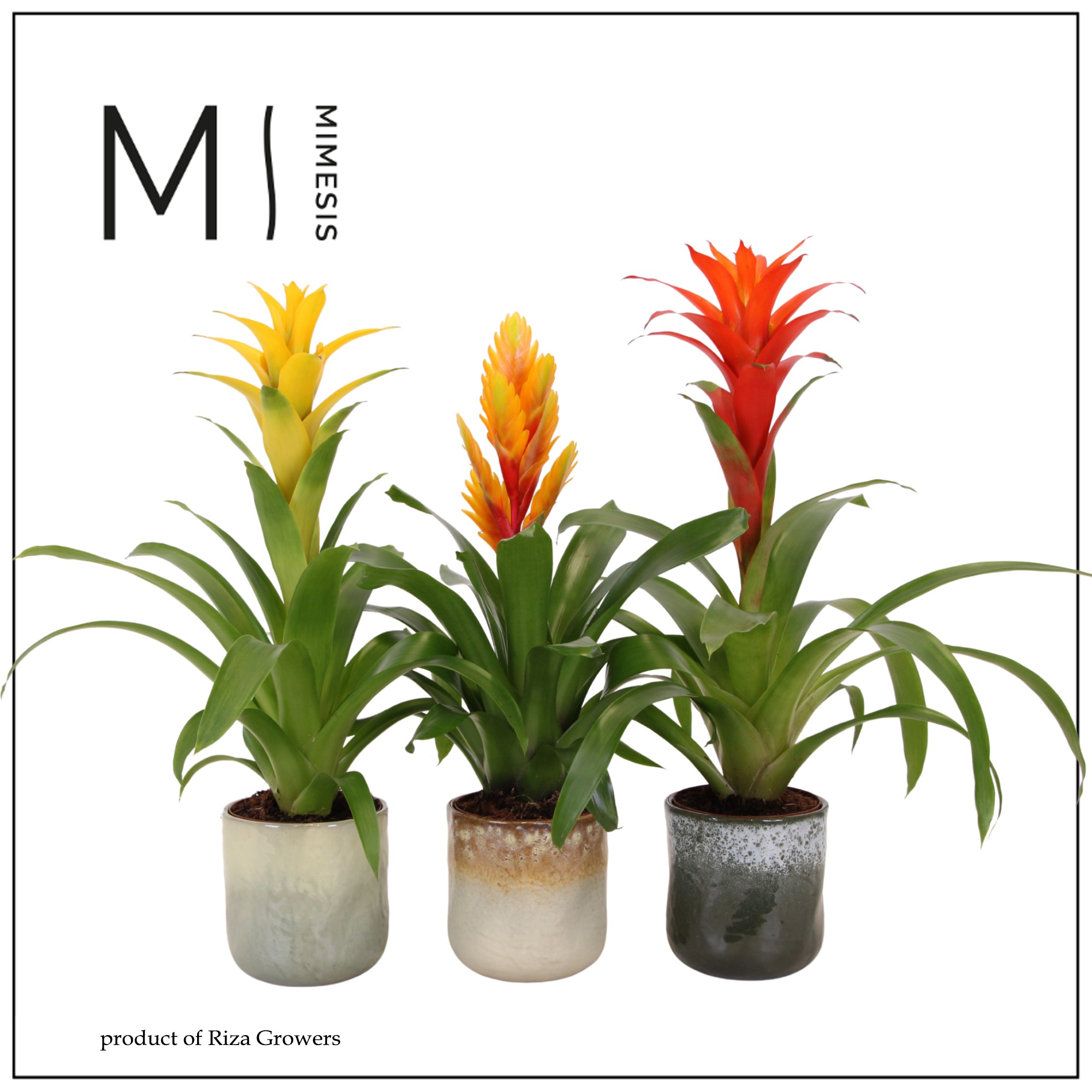 Bromelia Nature - 12cm in Ottawa | Mimesis, D 12